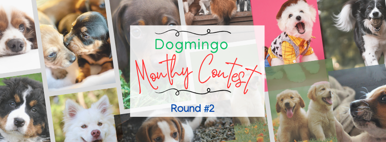 Dogmingo Monthly Contest Round 2 - August  2025