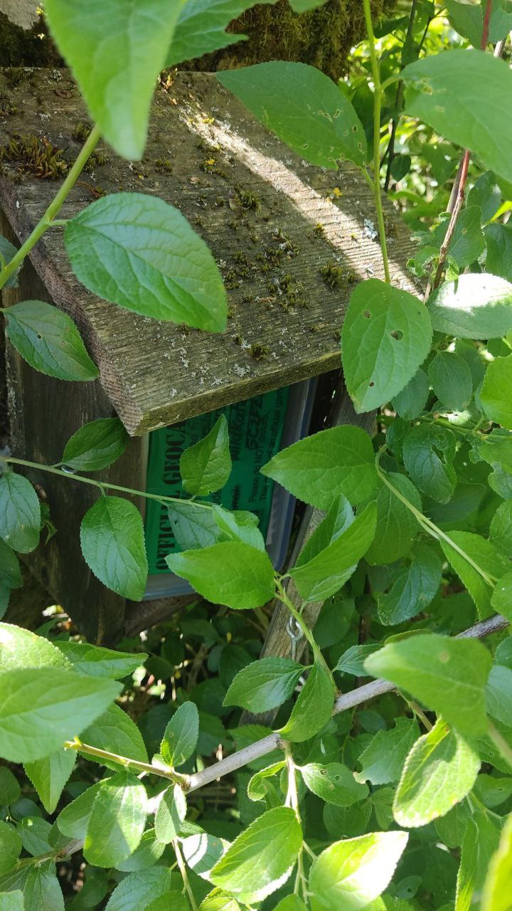 A hidden bird house