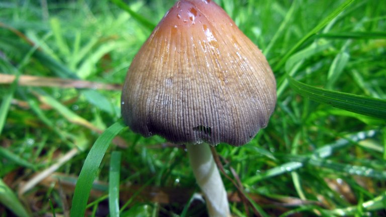 Mica cap, conditionally edible mushroom