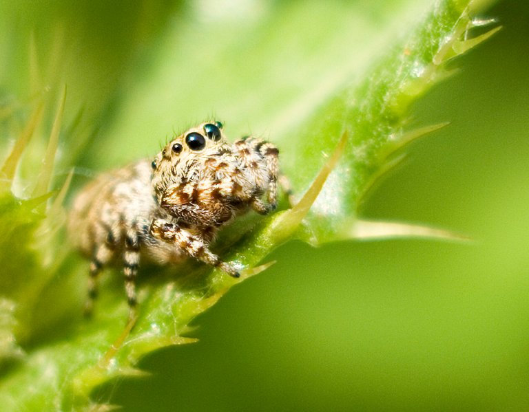 variablejumpingspider3_copy.jpg