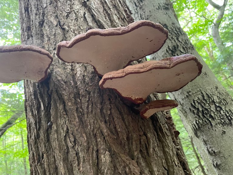 Shelf mushroom up close