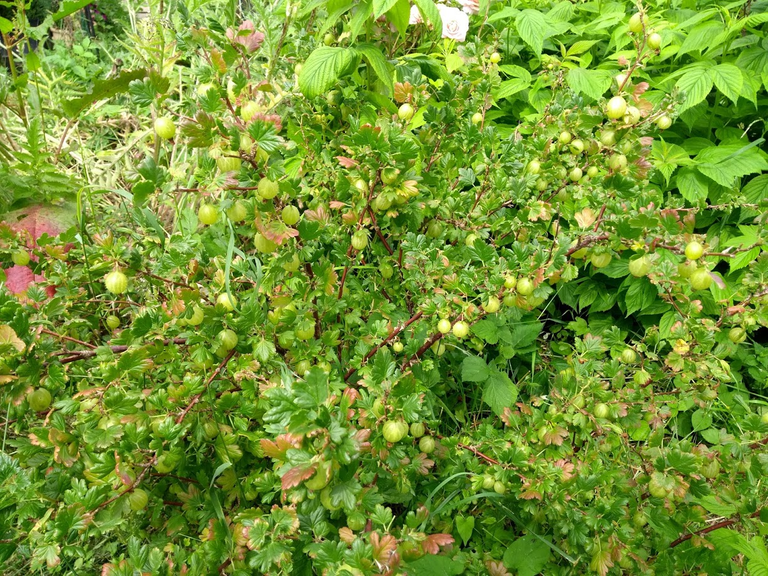 Gooseberries