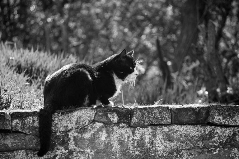 bw_cat_img_7701.jpg