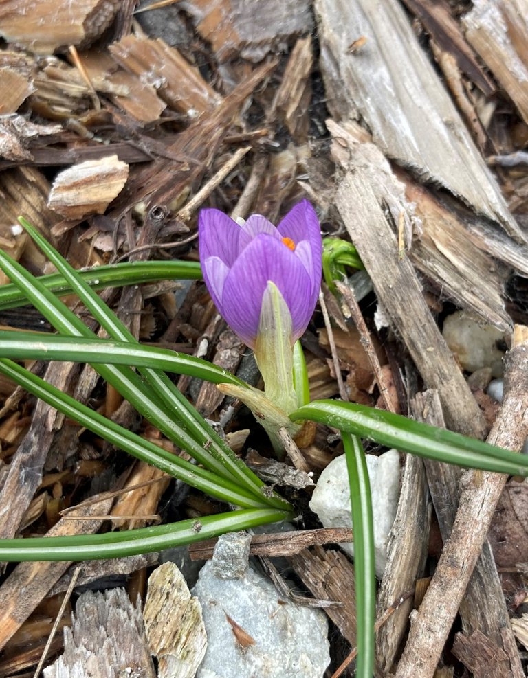 Emerging Crocus