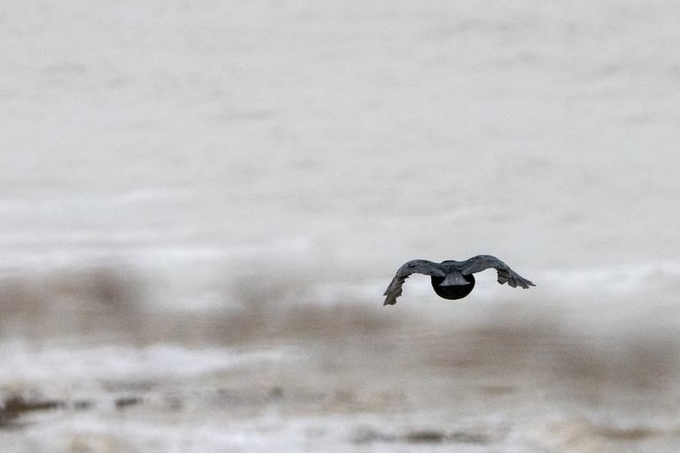 A Carrion Crow tucks its wings in during flight