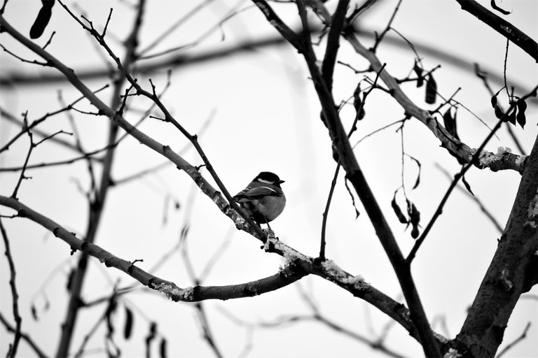 bw_birds_great_tit_img_1296.jpg