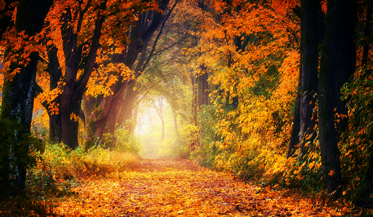 fall.png