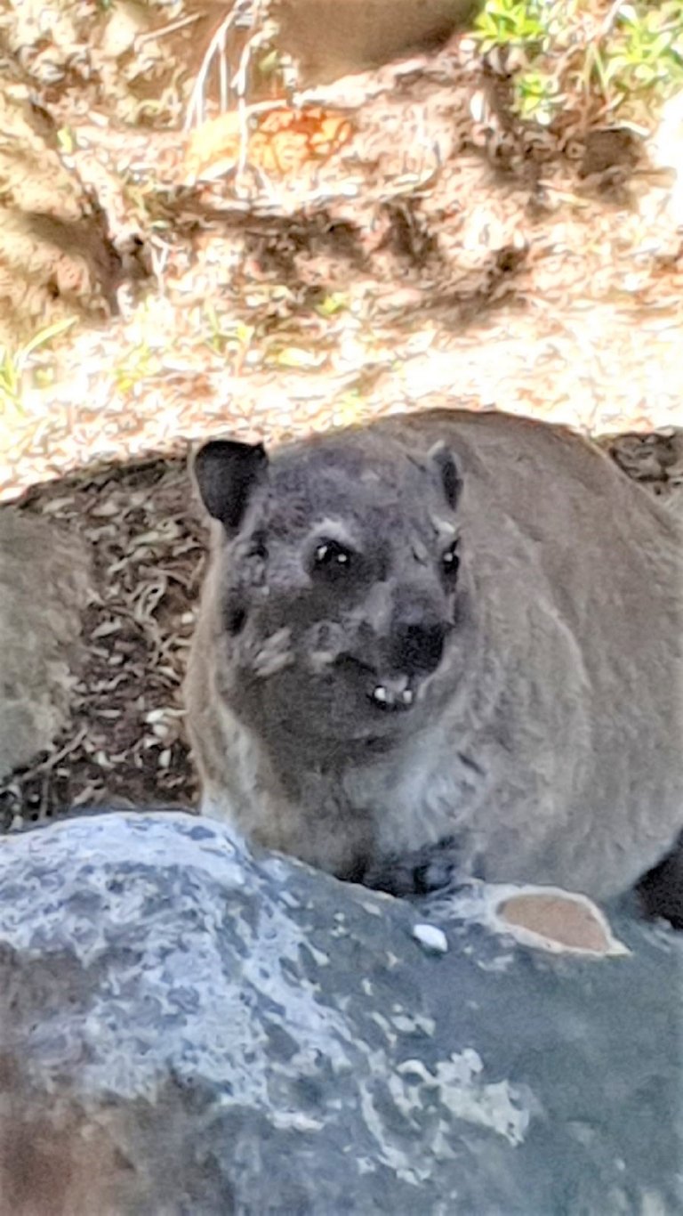 dassie_rock_hyrax.jpg