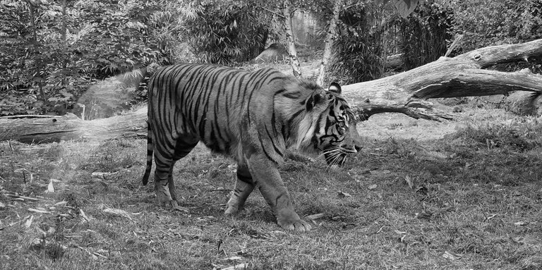 Sumatran Tiger