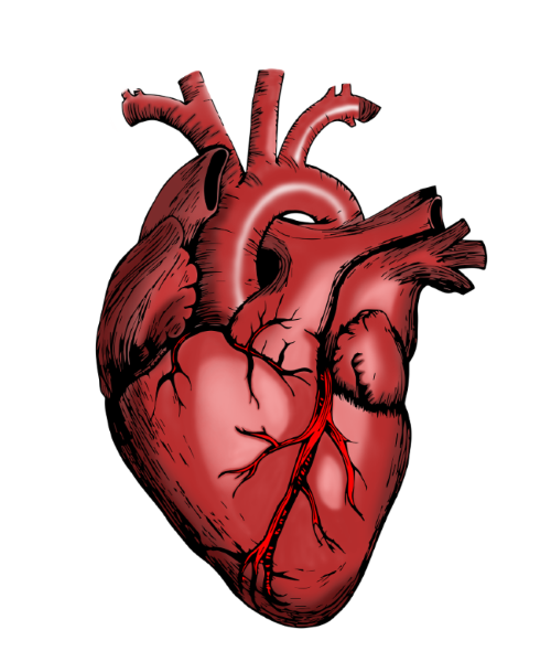 heart_5079717_1920_size.png