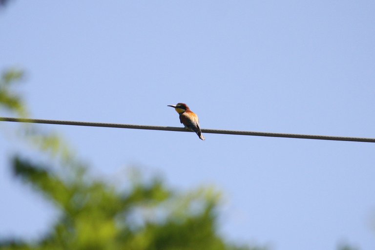 european_bee_eater_01.jpg