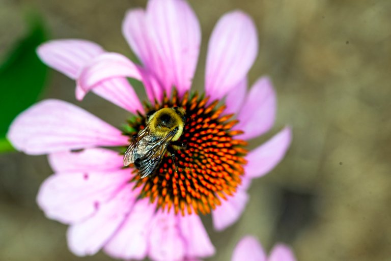 bee_on_purp_coneflower_2.jpg