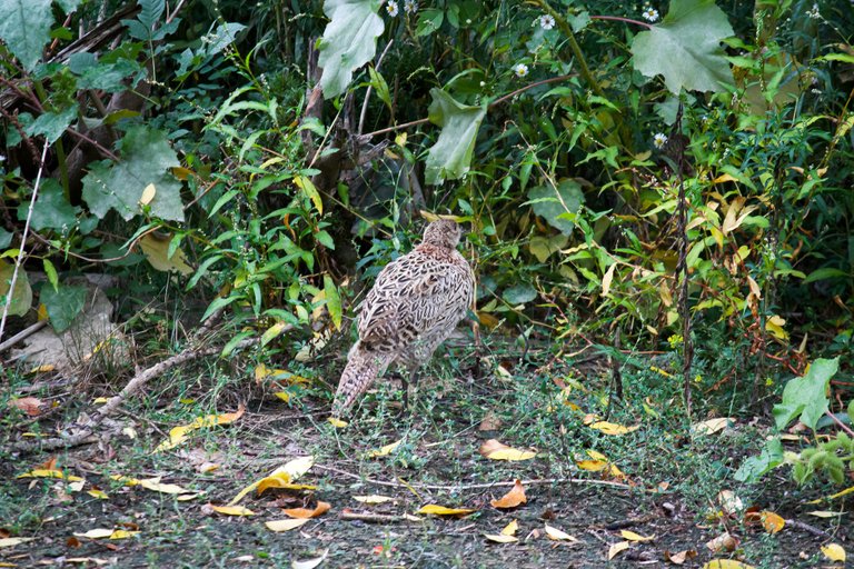 pheasant_01.jpg