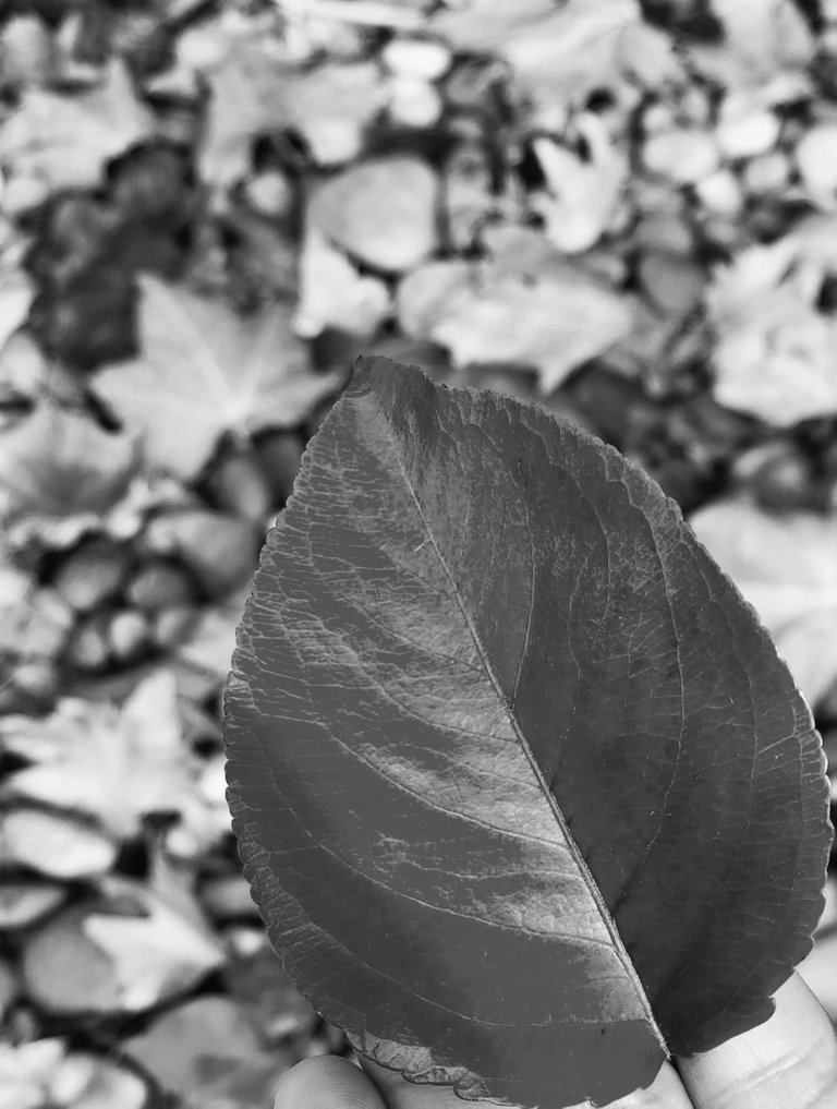 leaf_2.jpg