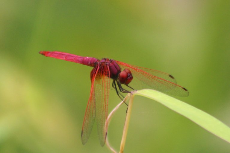 Photography of red dragonfly on grass