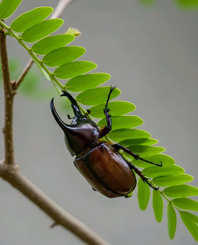 Horned Beetle