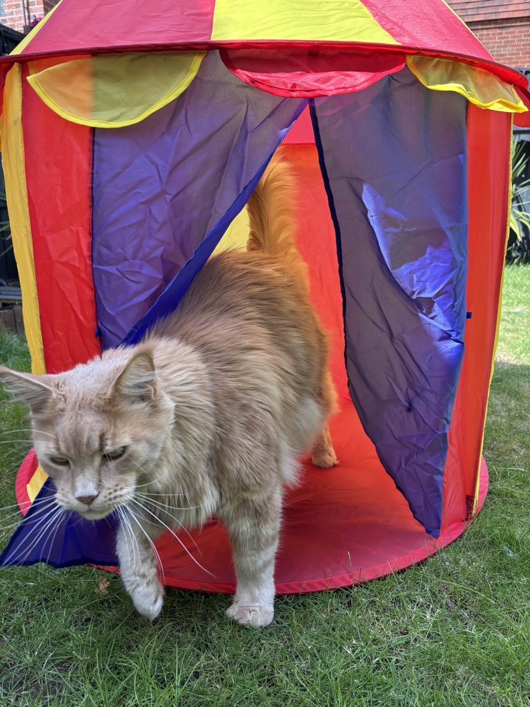 Caturday Garden Fun