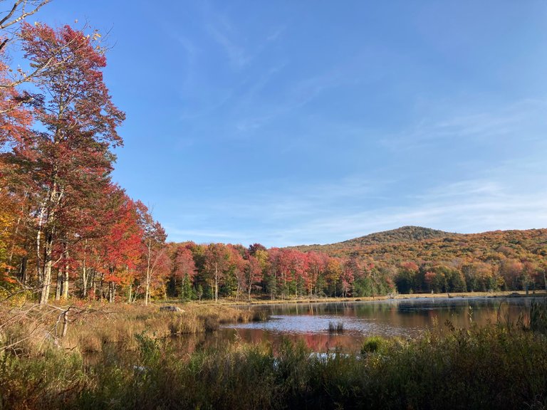 Maple trees