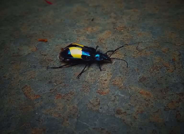 A slightly exotic beetle [PT/EN]