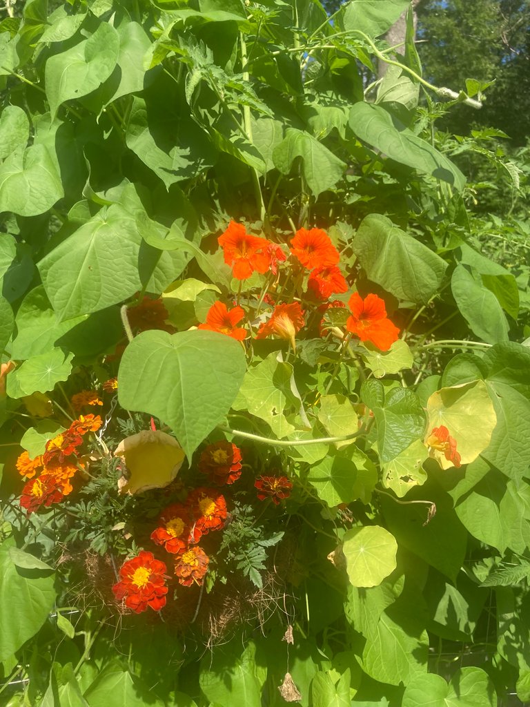 Basket overgrown