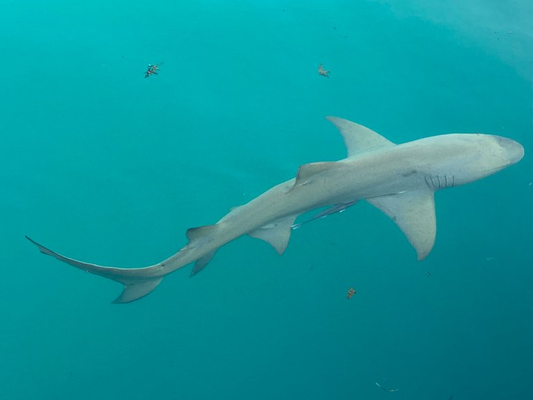 Lemon Shark