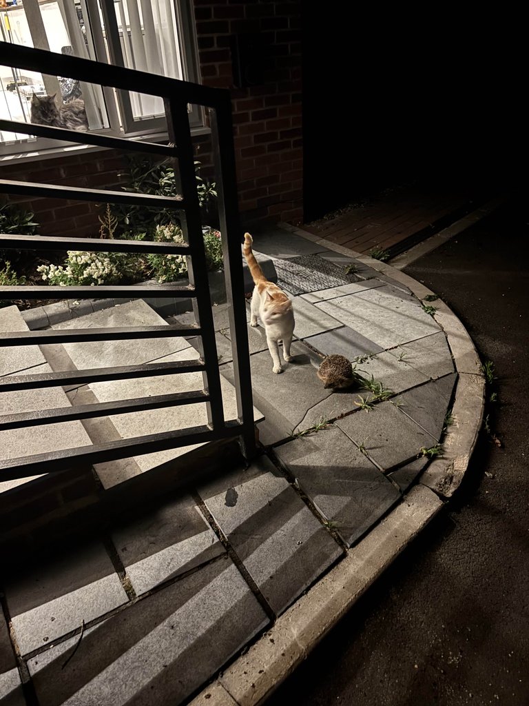 Stray Best Friends!