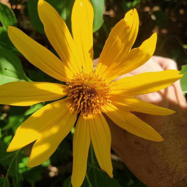 Arnica flowers and a use I didn't know about//Flores de Árnica y una utilidad la cuál no sabía 