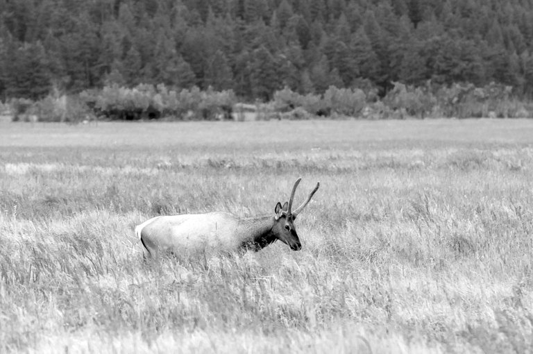 elk_grazing_bw.jpg