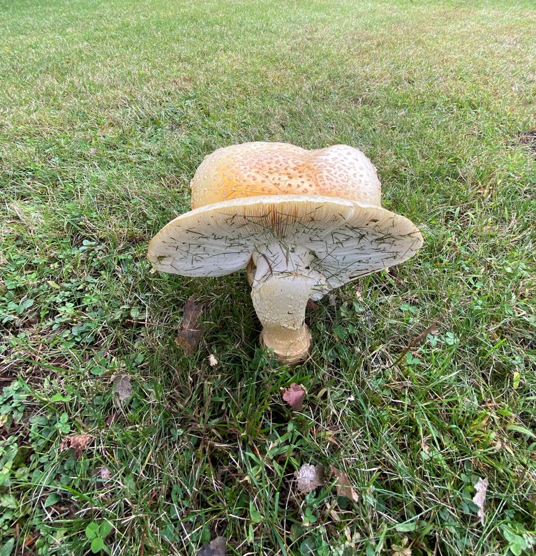 Second view of doubleheaded mushroom