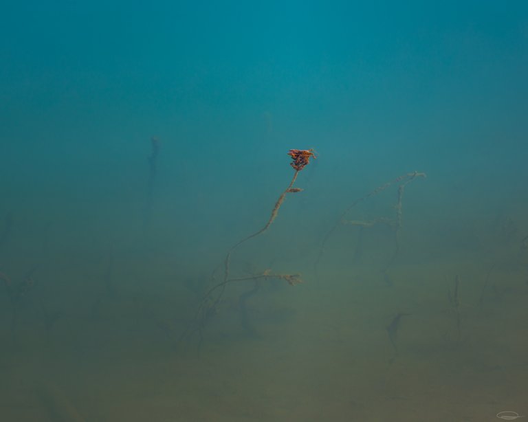 Flower growing under water