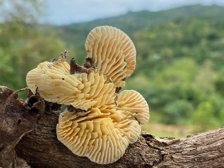 Beautiful mushroom photography