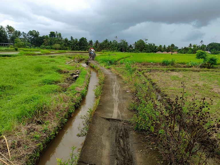 dirt path at the rice fields