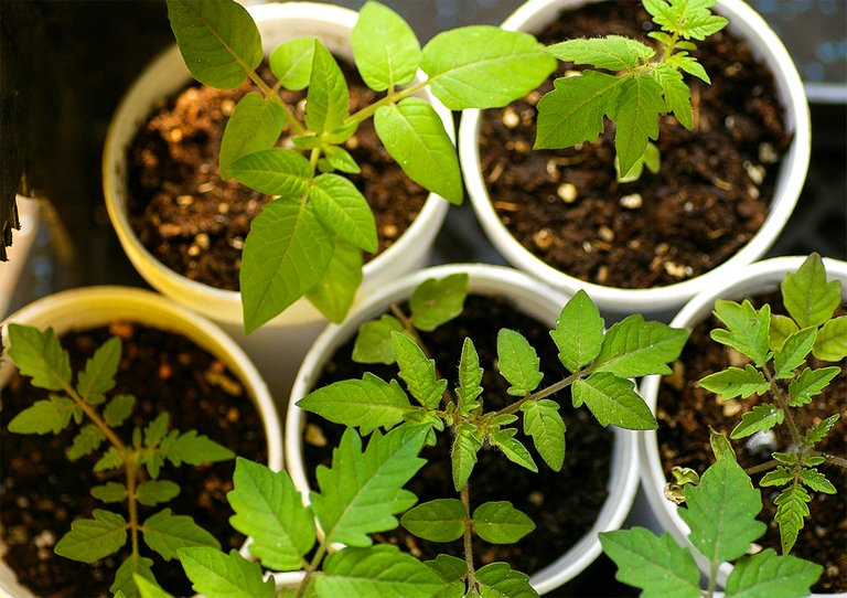 05_tomato_seedlings.jpg