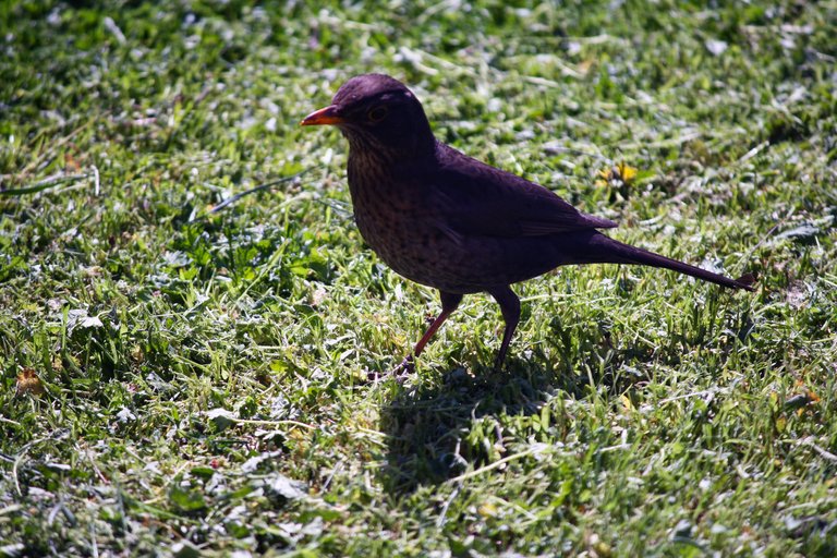 common_blackbird_02.jpg