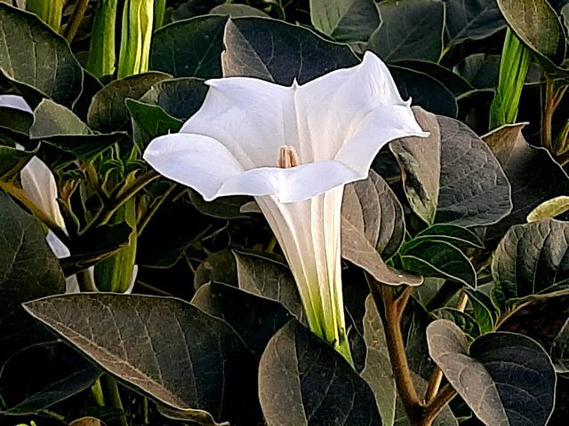 jimsonweed_flower_3