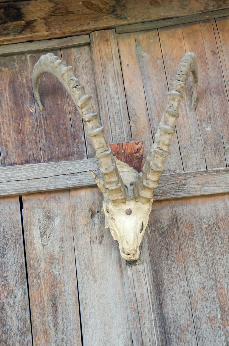 Markhor Head