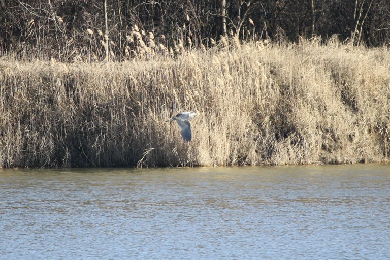 gray_heron_1.jpg