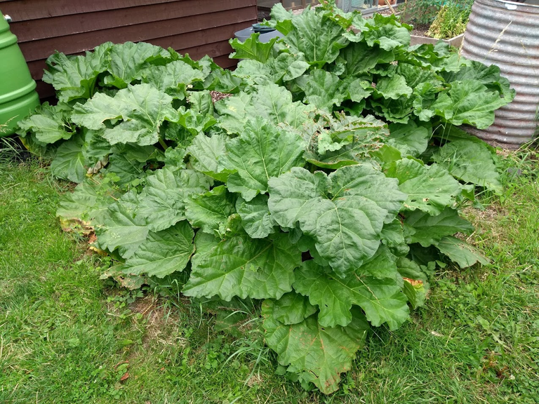 Rhubarb