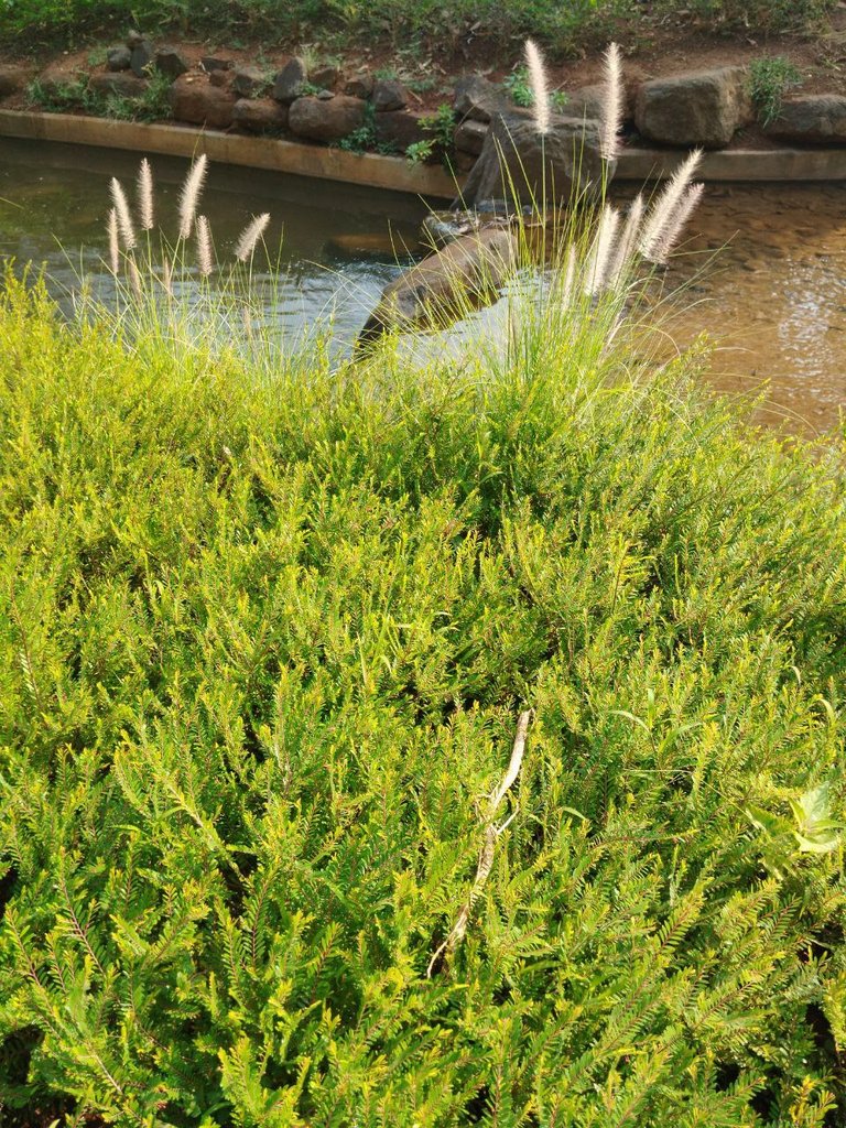 pond.jpg