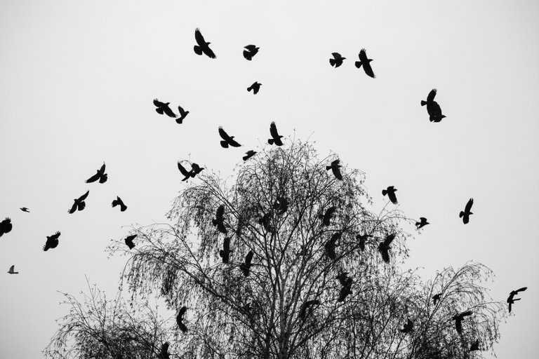 bw_birds_rook_img_8190.jpg