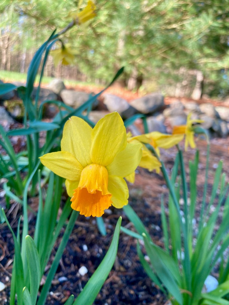 Yellow bell