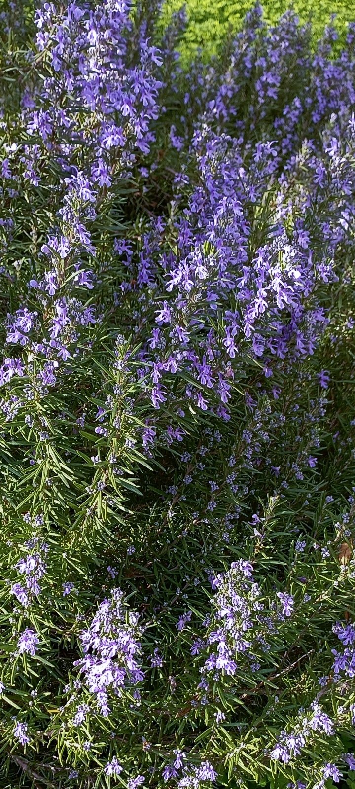 Rosemary and its benefits / Le romarin et ses bienfaits 