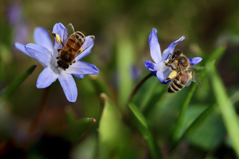 Beneficial animals for the garden, 