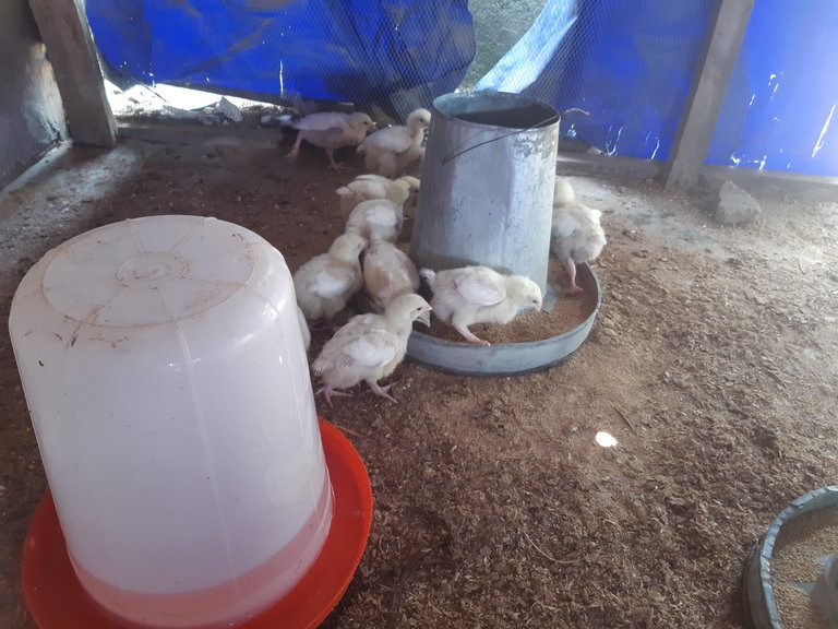Update with my bird:Day 8,Changing the birds eating trough