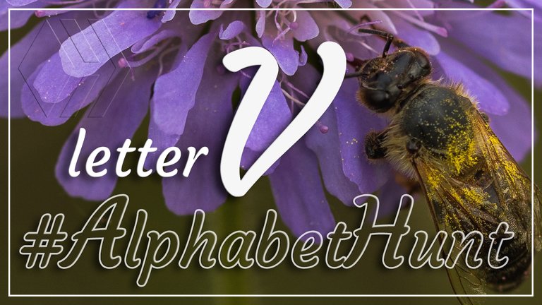 Hive AlphabetHunt - Letter V