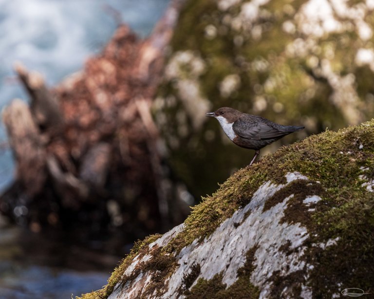 Flowers and Birds - White-throated Dipper - Johann Piber