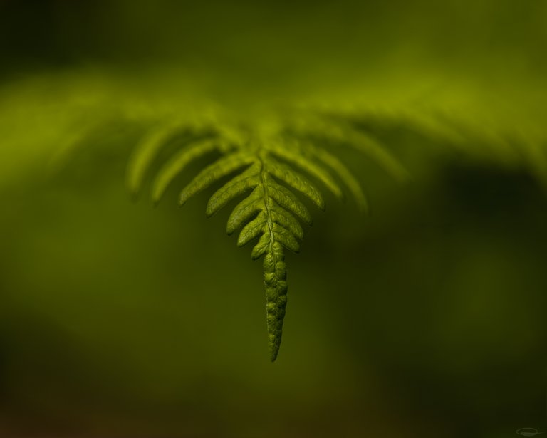 Just a Fern, photographed during a Walk
