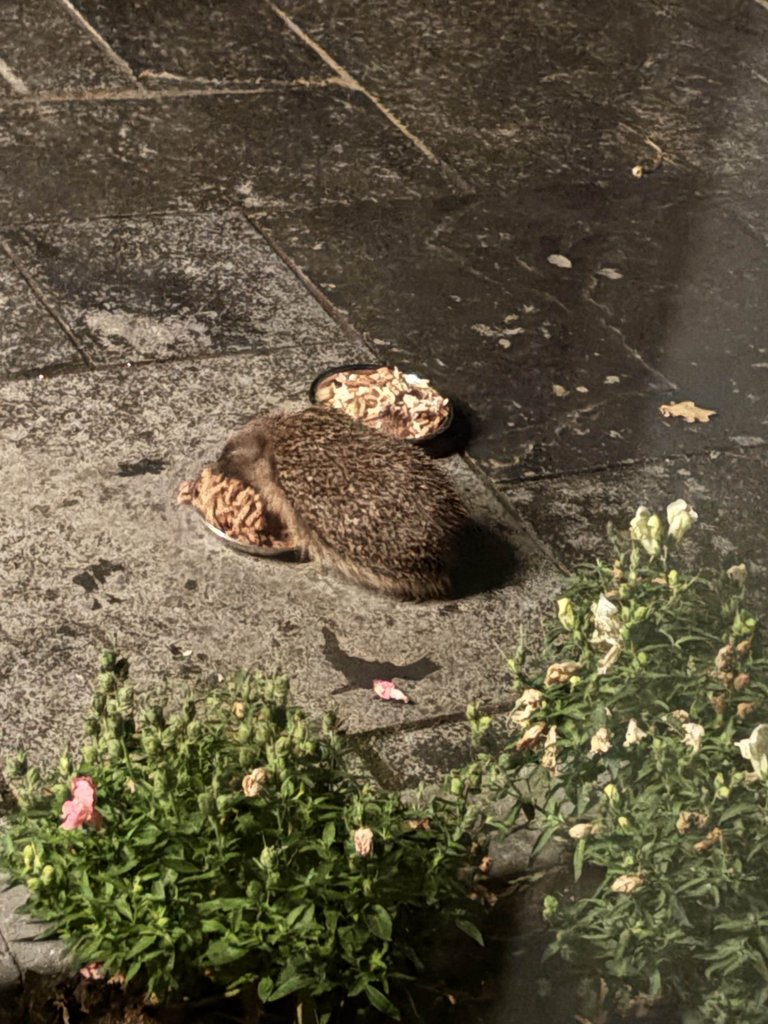 Hedgehog Feeding In The Rain!