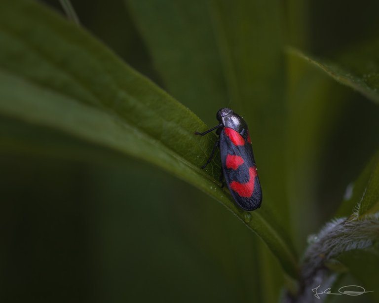 Froghopper - Cercopis Vulnerata