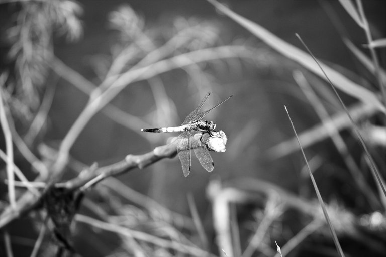 bw_insects_img_1751.jpg